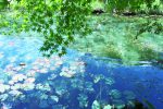 5月モネの池